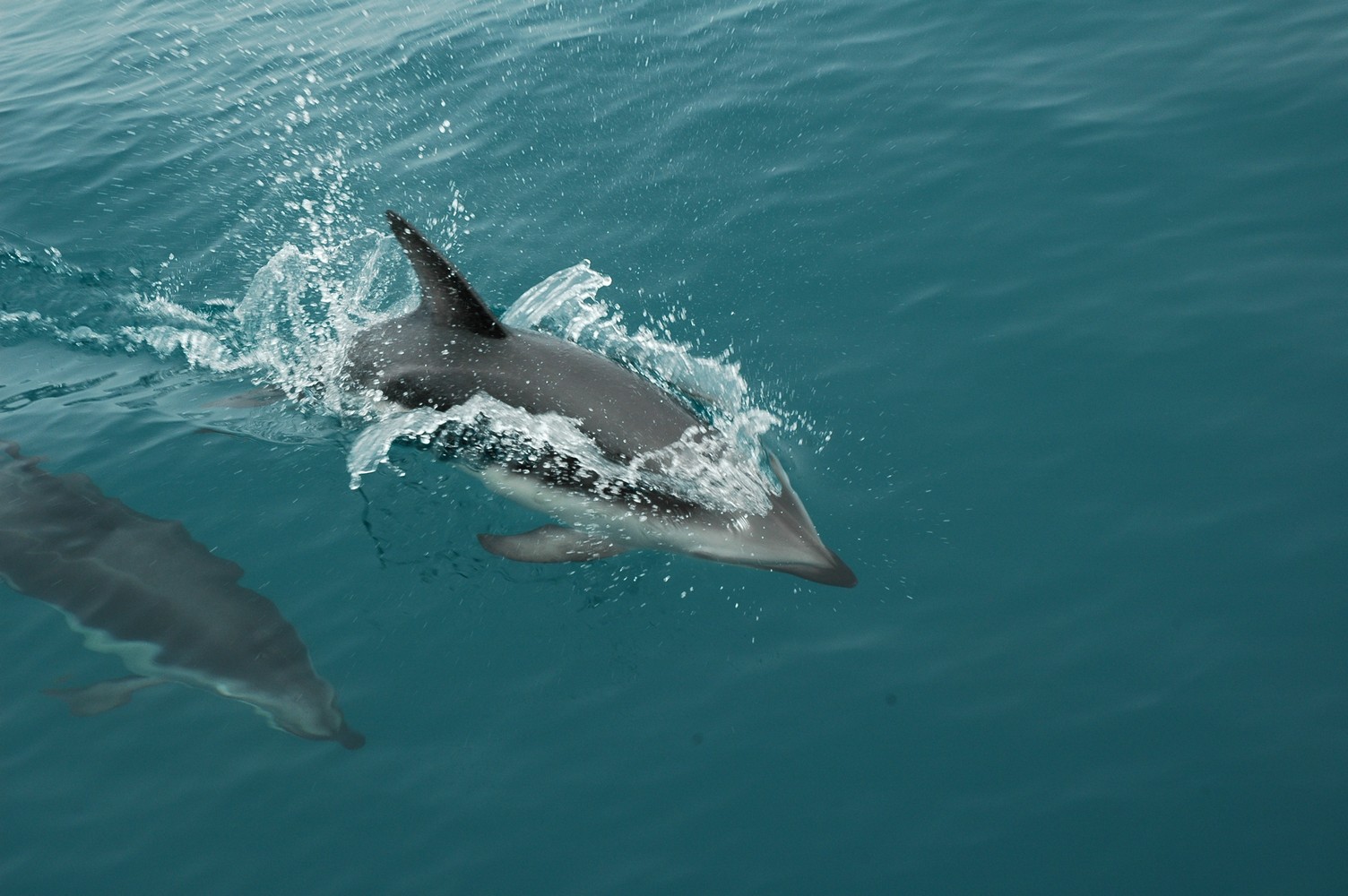 204   30 01   Kaikoura